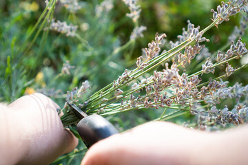 Lavendel fassen und zurückschneiden im Garten im Frühling und Herbst mit Gartenschere