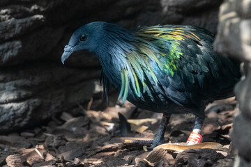 Blue crowned pigeon