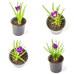 crocus in a pot at different angles isolated white background