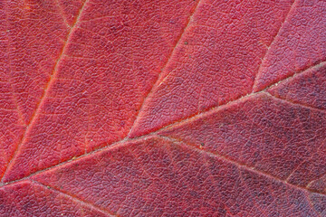 Naklejka na ściany i meble Macro photo of Autumn Foliage. Red Leaf texture close up. Midvein Primary vein, Secondary vein. Glossy top side.