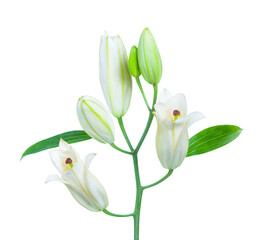 White lily. Isolated on white background