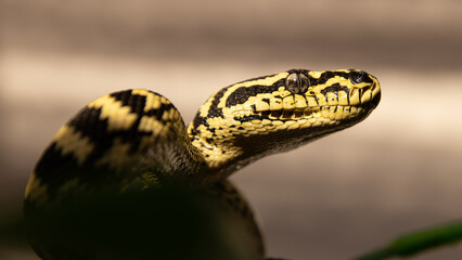 close up of a jungle carpet python