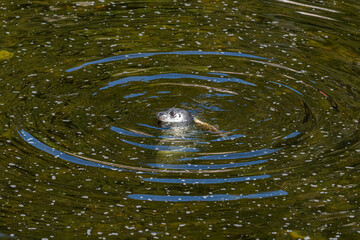 Circular waves surround a Harbor Seal (Phoca vitulina) fishing for salmon in Ketchikan Creek, Ketchikan, Alaska, USA. © Kirk Hewlett
