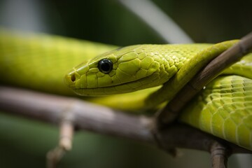 Obraz premium close up of a snake