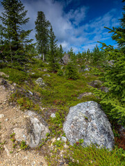 Obraz premium Wandern durch die Norwegischen Wälder