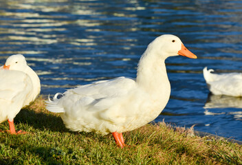 White duck standing on green grass near a blue lake
