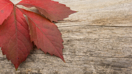 Naklejka na ściany i meble Autumn leaf red color in natural tree bark wood background
