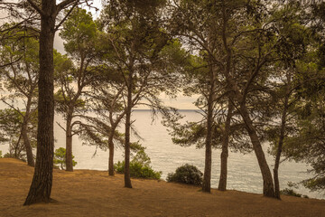Fototapeta na wymiar Pine forest next to the Mediterranean Sea