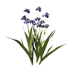 Obraz premium Front view of Plant (Iris tectorum 1) Tree png