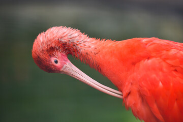red flamingo cleaning himself - Powered by Adobe