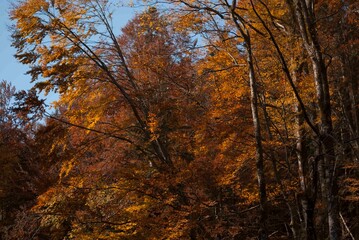 View on autumn forest with colourful trees