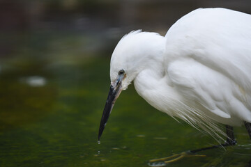great white egret