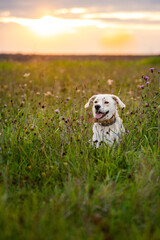 Happy dog having fun in a field of green grass.