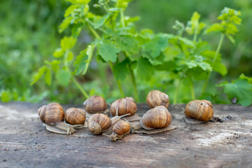 many Helix pomatia, Burgundy snail, Roman snail, edible snail or escargot on wooden board after rain. Snails against background of juicy greenery of purity.