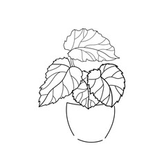 vector art illustration drawing line home plant begonia