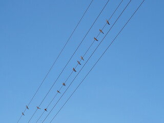 Swallows on open wire
