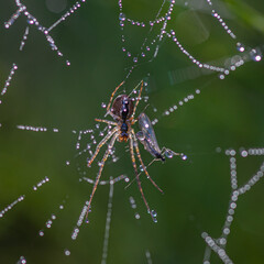 Spider catch fly in spider web