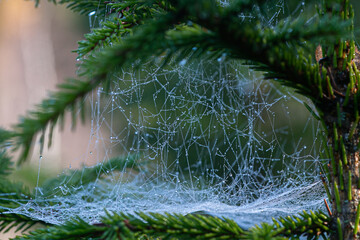 Wet spider web on tree