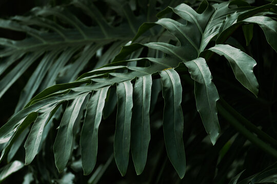 Planta / Plant