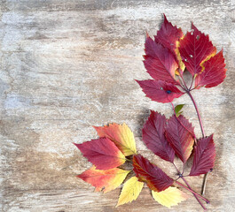 Naklejka na ściany i meble Wonderful autumn backgrounds with beautiful leaves and wooden texture