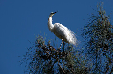 Great Egret (Ardea alba)