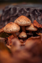 Honey mushrooms in the autumn forest close-up