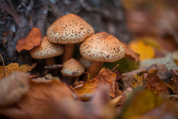 Honey mushrooms in the autumn forest close-up