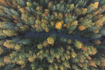 A river in a dense autumn forest. Top view