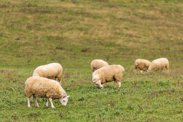 Naklejka na ściany i meble Six wooly sheep grazing in a green pasture | Amish country, Ohio