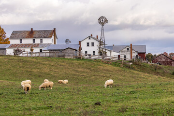 Flock of sheep grazing in a pasture near an Amish farm with a windmill in the countryside of Holmes...
