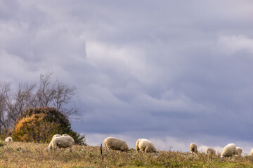 Fototapeta premium Sheep grazing on a grassy hill under a cloudy sky in autumn | Amish country, Ohio