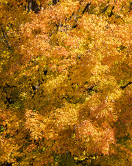 Bright yellow oak leaves in the fall