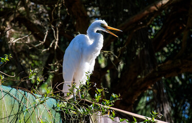 Great White Egret (Ardea alba)