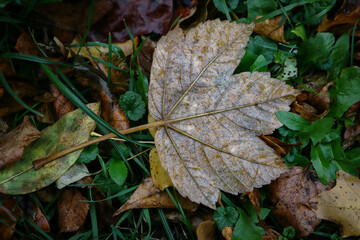 Brown wet sycamore maple leaf lying back side on green grass surrounded with other fallen leaves during an autumn season