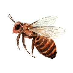 Watercolor Bee - Baby Design | Farmhouse | Print | EPS10