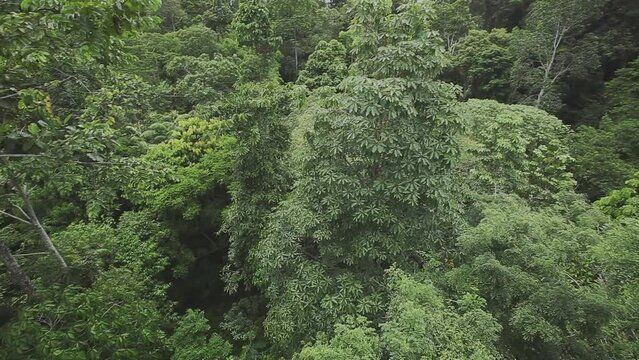 Bornean Rainforest Malaysia filming from tree