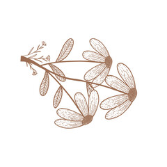 branch with leaves line art