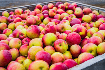 fresh picked apples stored in wooden boxes for transport from the orchard
