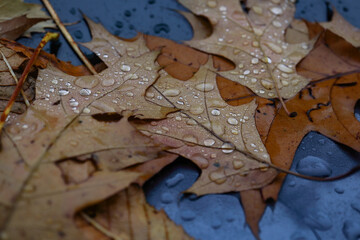 Brown textured fallen oak leaves with shiny rain drops lying on wet black car front hood surface