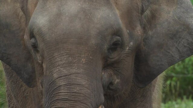 Bornean Pygmy Elephant close-up