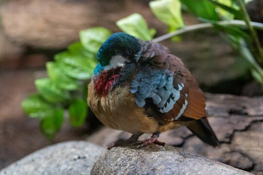 Mindanao Bleeding Heart