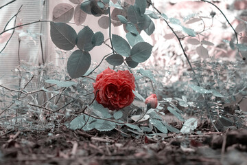 Hermosa Rosa colgando de su rama en un jardín de hogar
