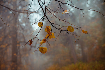 Fog in  morning in  autumn forest.