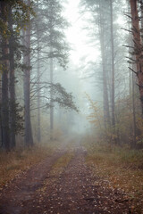 Obraz premium Fog in morning in autumn forest.