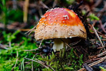 Poisonous fungus that grows in the forest in tall grasses. Autumn season.