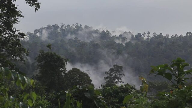 Huge Rainforest Tabin Wildlife Reserve Malysia
