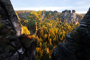 Pölkingkiefer Baum aus Felsen in der Sächsischen Schweiz Elbsandsteingebirge in Deutschland
