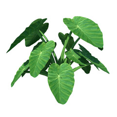 Front view of Plant (Taro Colocasia Esculenta) Tree png