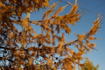 
yellow larch branch in october against the blue sky