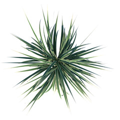 Top view of Plant (Dianella Tasmanica ) Tree png